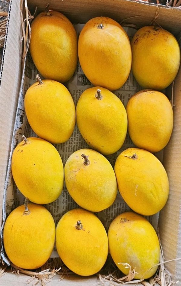 3 KG Mango Box - Image 2