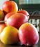 From Orchard to Home: The Journey of Our Naturally Ripened Mangoes